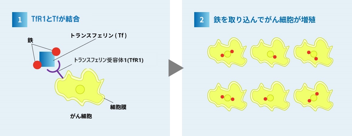 がん細胞上のトランスフェリン受容体に鉄を抱えたトランスフェリンが結合すると、鉄を取り込んでがん細胞が増殖する