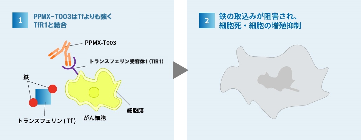 PPMX-T003はトランスフェリン受容体に結合して鉄の取り込みを阻害する。増殖抑制、細胞死につながる。